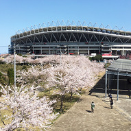 スタジアム周辺の桜もほぼ満開!