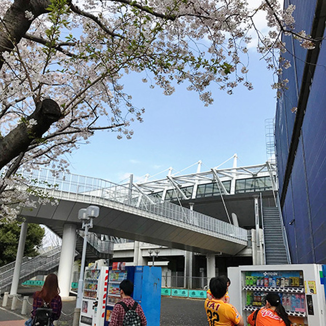 周辺の桜は満開!