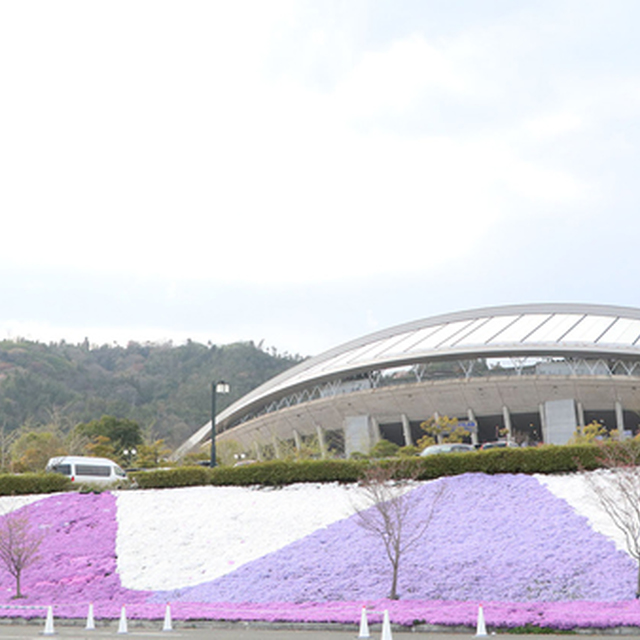 サポーターと共に植えた2万株のシバザクラ