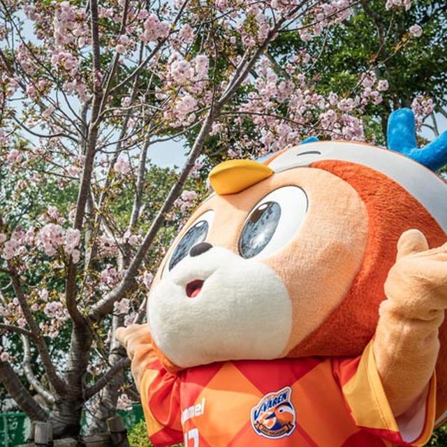 トラスタの桜も開花したよ!